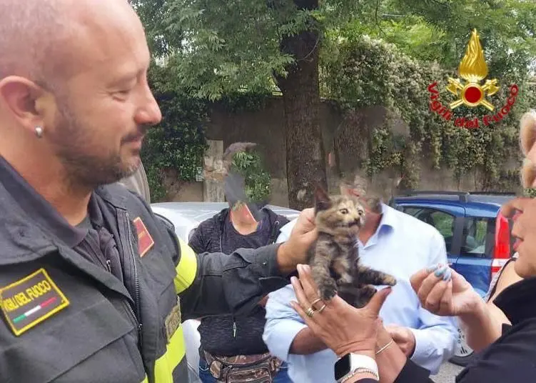 Varese, gattino nel vano motore dell'auto: salvato dai vigili del fuoco