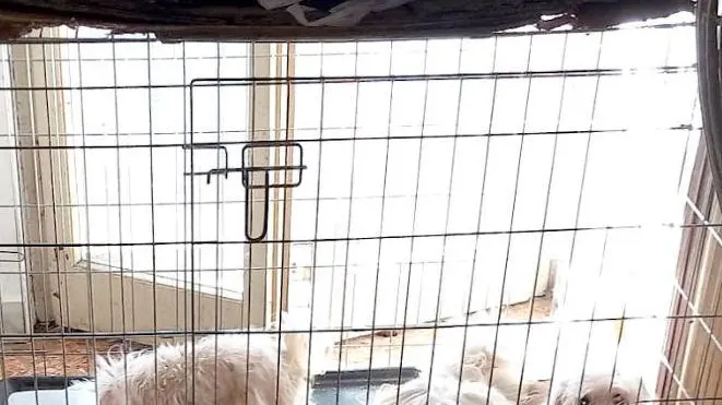 Degrado e maltrattamenti Canile lager, è sequestro Degrado e maltrattamenti Canile lager, è sequestro