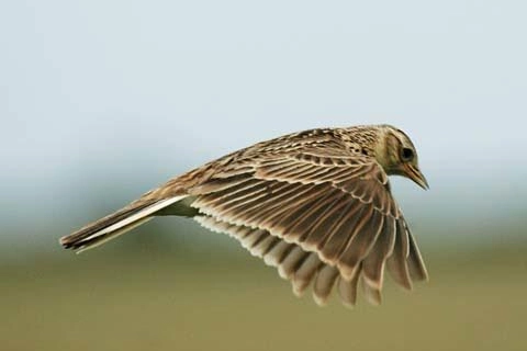 Allodola in volo