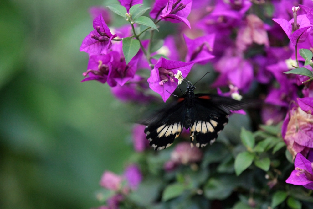 Farfalla in una foto L.Gallitto