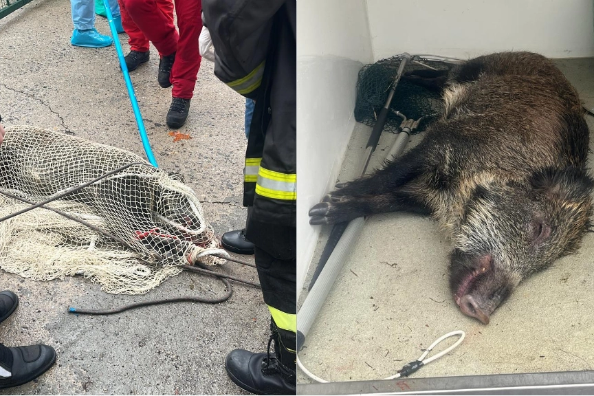 L'animale bloccato e sedato
