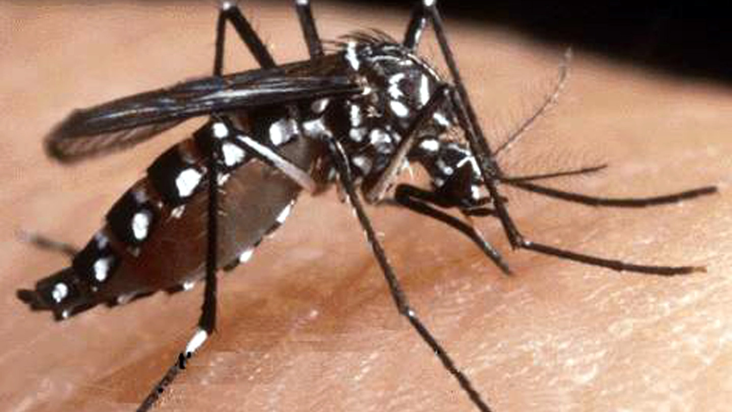 Una zanzara tigre responsabile della chikungunya (Ansa)