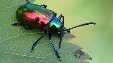Agricoltura in pericolo, in Lombardia è sbarcato un nuovo insetto killer