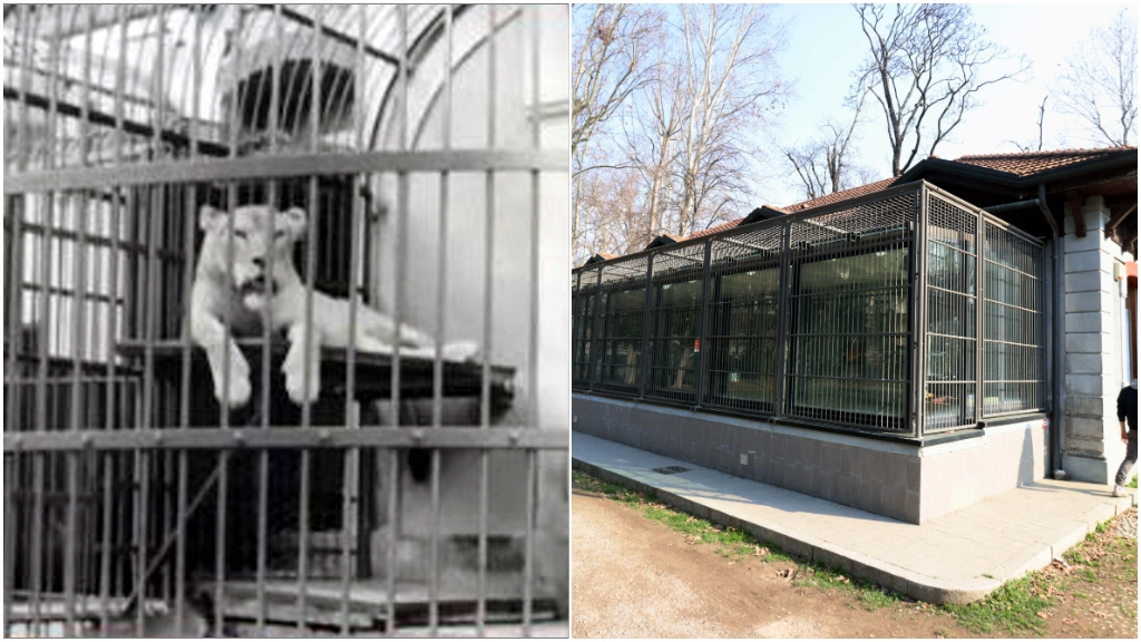 A sinistra, una vecchia foto del leone ospite dello zoo di Porta Venezia. A destra, il Paleolab, il laboratorio didattico nell'edificio che ospitava i leoni (Foto Paolo Salmoirago)