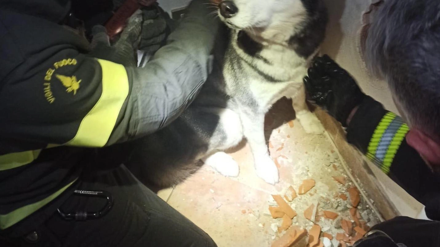 Husky salvata dai vigili del fuoco: era bloccata in una griglia di ventilazione