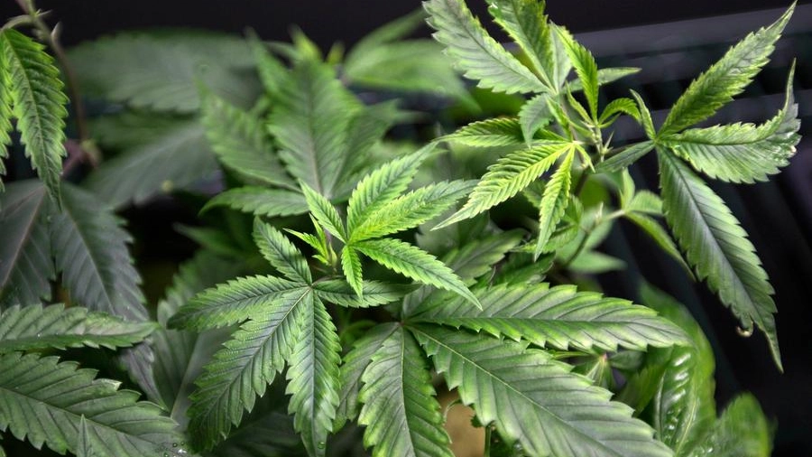 Cannabis (Foto di repertorio Reuters)