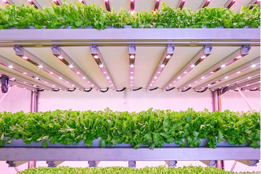 Una delle coltivazioni all'interno delle serre di Planet Farms