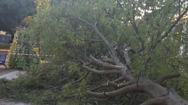 Tromba d'aria a Segrate, albero caduto (Foto Facebook Protezione Civile)