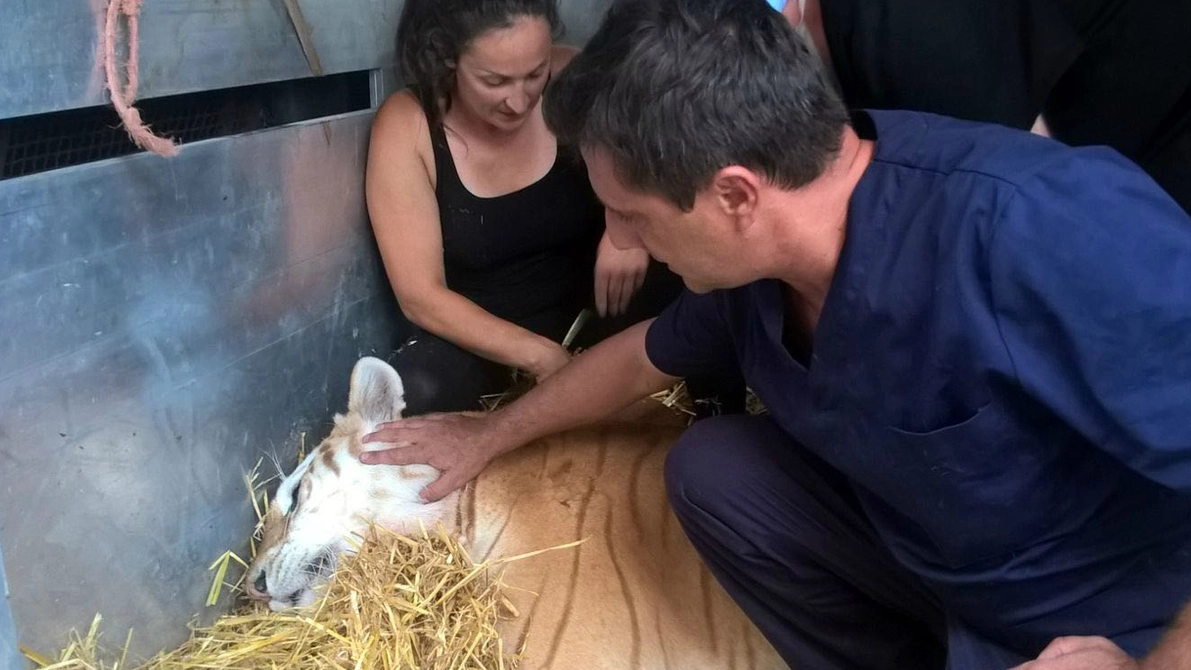 L’animale accudito dai veterinari a Nuova Olonio dopo l’operazione