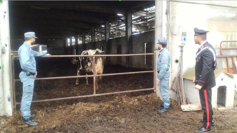 Sequestro mucche in cascina a Cassina de' Pecchi