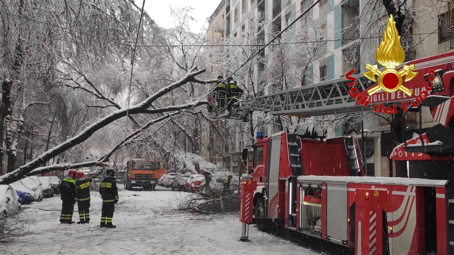 Albero caduto per neve in via Raffaello Sanzio