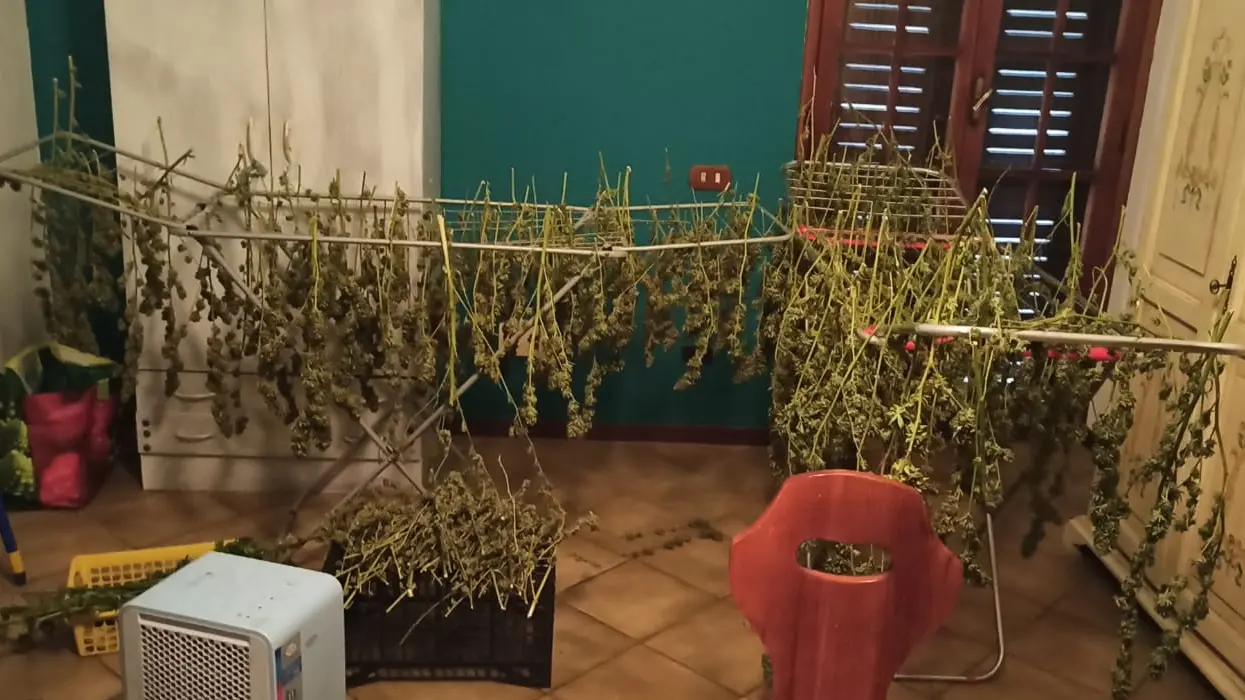 Essicazione casalinga della marijuana (Archivio) Essicazione casalinga della marijuana (Archivio)