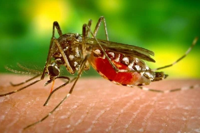 Zanzara: attenzione al virus West Nile