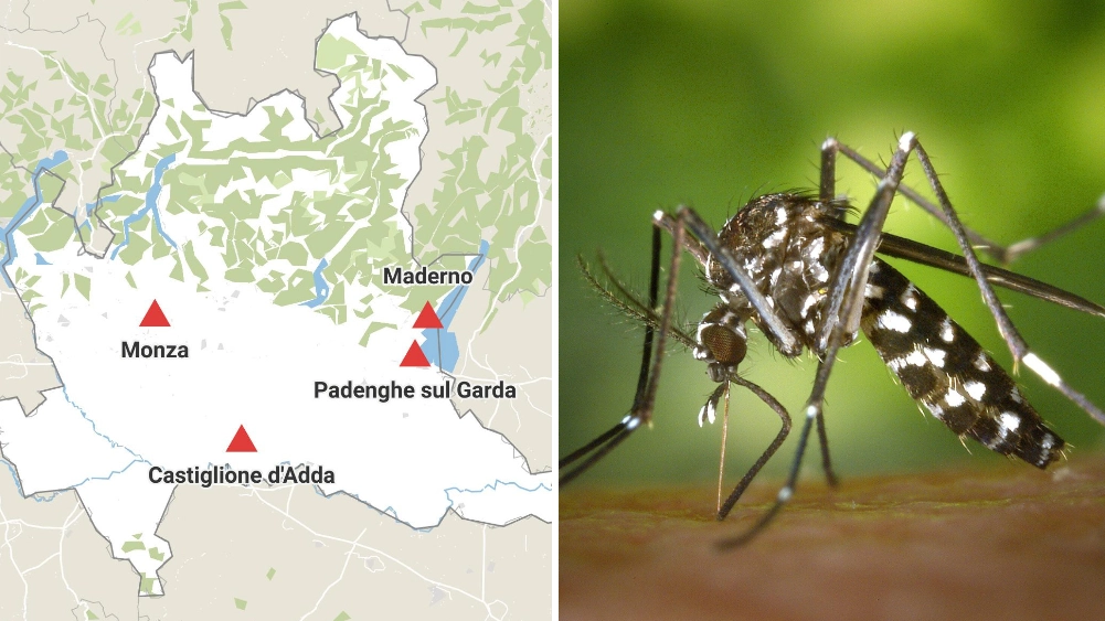 Nella mappa i quattro casi accertati o sospetti di Dengue in Lombardia. A sinistra la zanzara Aedes che trasmette il virus