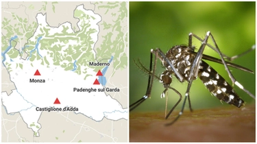 Febbre Dengue in Lombardia: casi accertati o sospetti nelle province di Lodi, Crema, Monza e Brescia