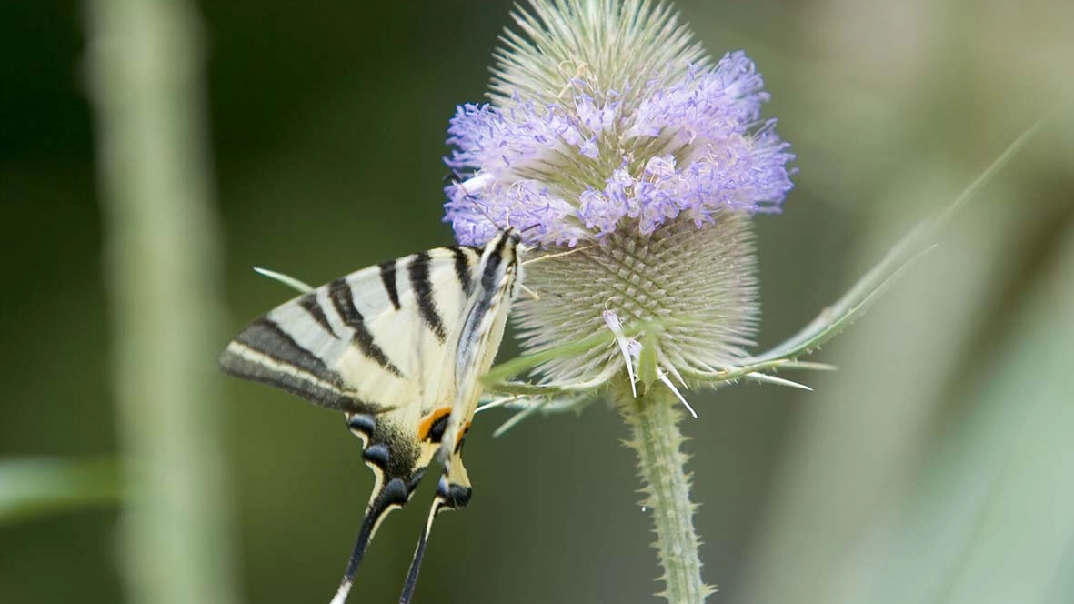 Un cardo selvatico