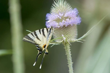 Erbe officinali come raccoglierle e soprattutto riconoscerle dalle piante velenose