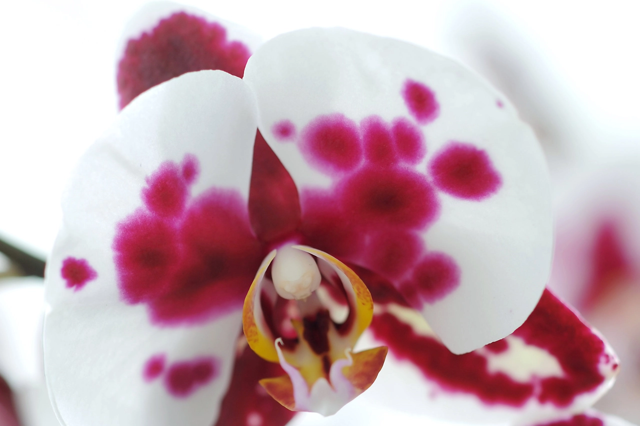 Orchidea Phalaenopsis