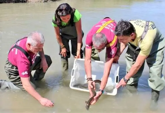 "Salvate le anguille nel Garda", l'appello del Wwf