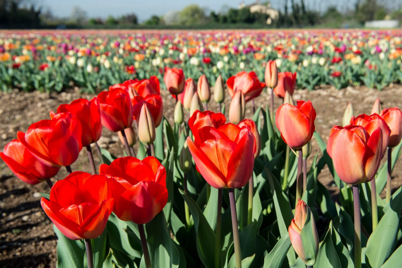 Tulipani