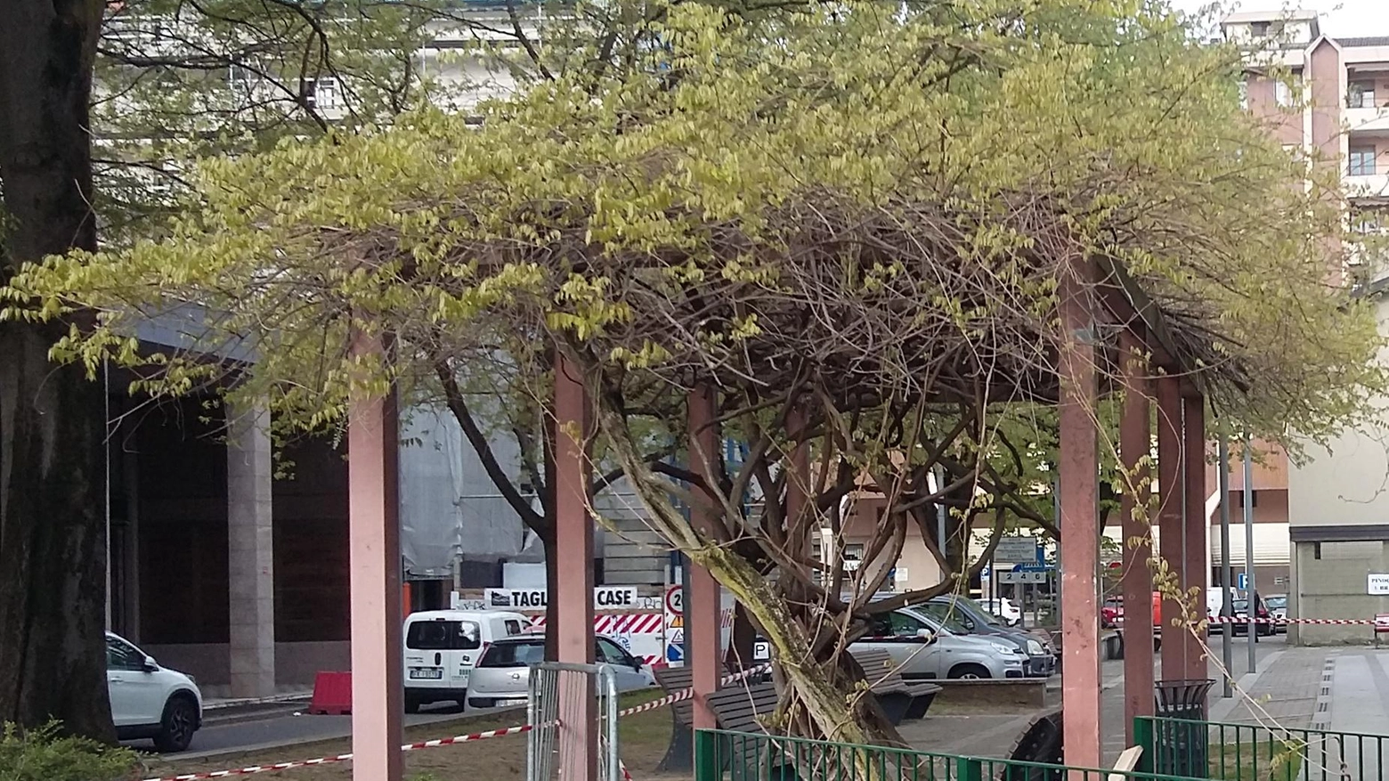 Glicine in piazza: una recinzione anti-vandalismi Glicine in piazza: una recinzione anti-vandalismi