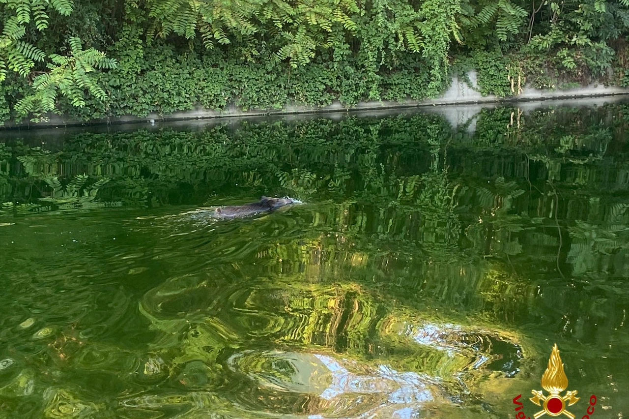Il cinghiale nel naviglio