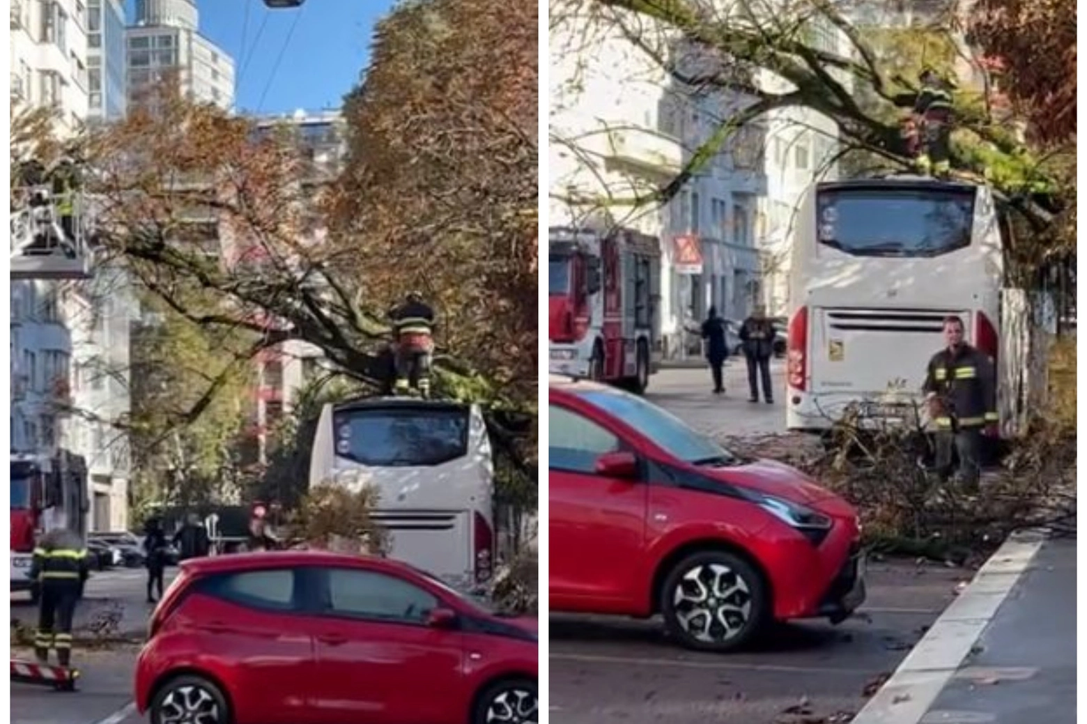 Albero caduto su un pullman a Milano (Foto gruppo Facebook Agiamo News - Amici Giardini Pubblici Montanelli)