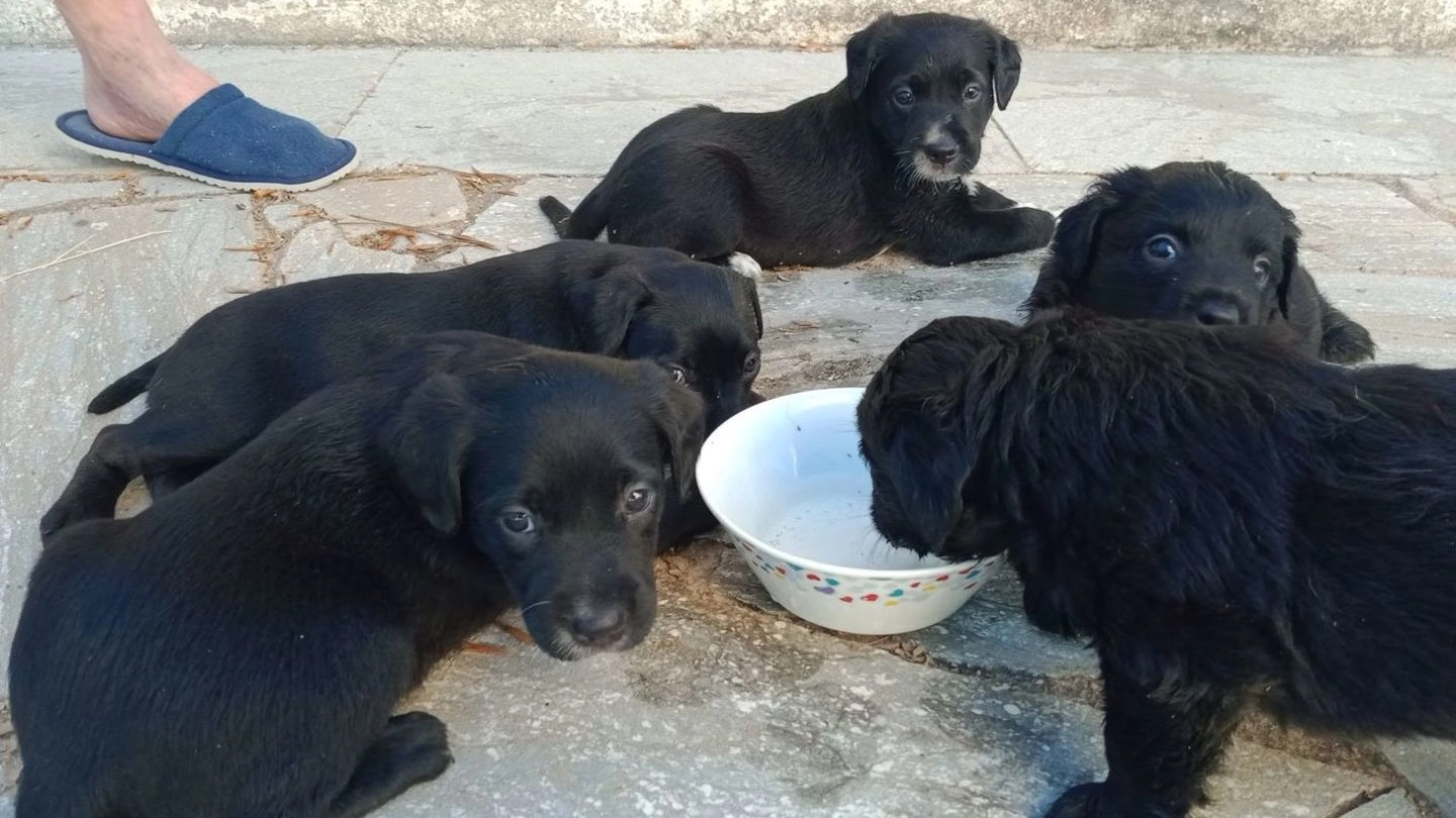 I cuccioli sono meticci dall’aspetto simile a quello del labrador