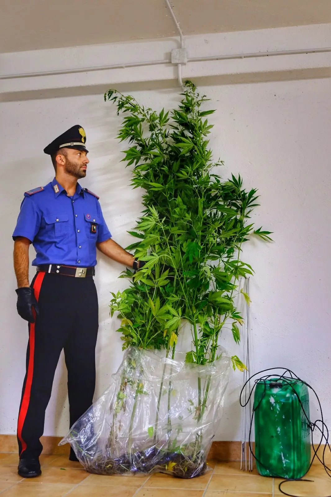 Piantagione di marijuana nei boschi di Tartano: sequestrata dai carabinieri