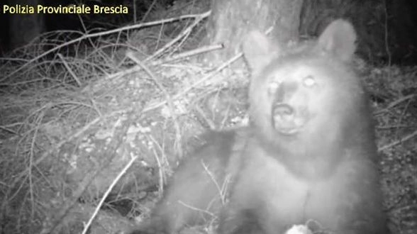 Un orso è stato filmato dalla fototrappola della polizia provinciale in Val Paghera