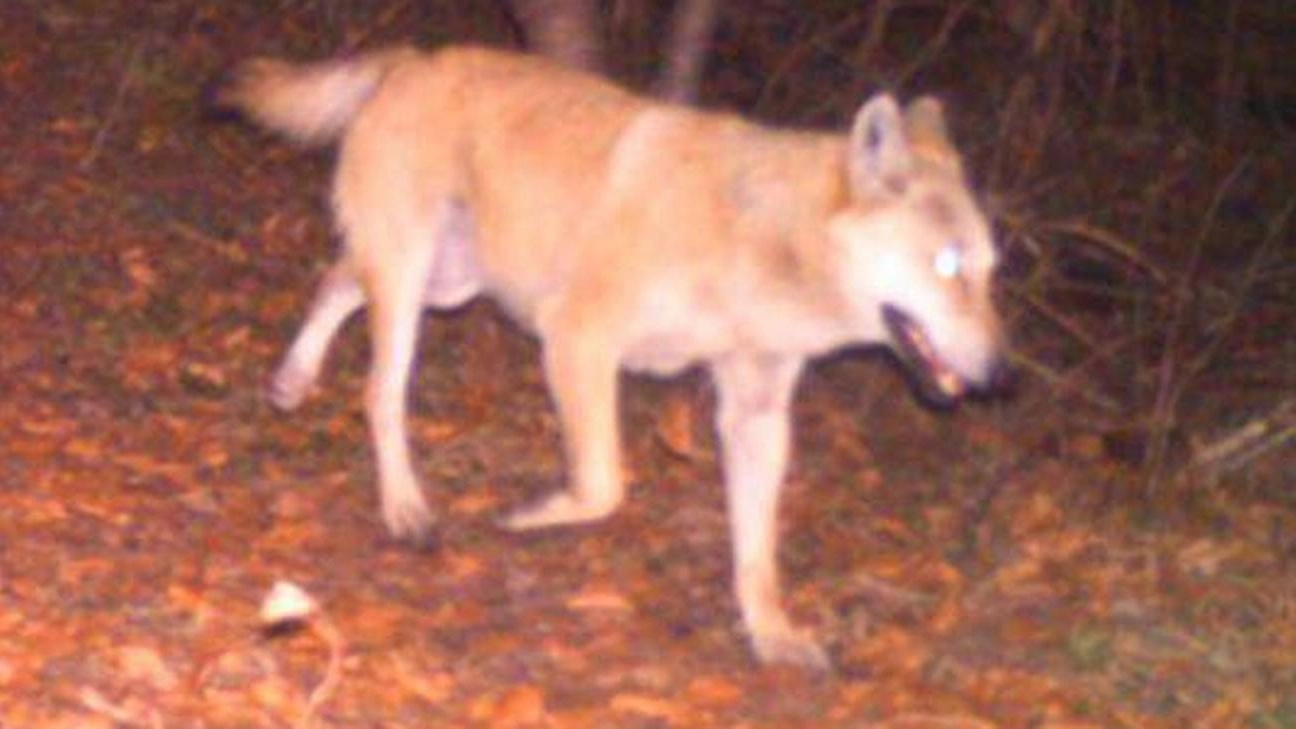 L'ibrido cane-lupo ucciso in Svizzera (Ufficio caccia e pesca Canton Grigioni)