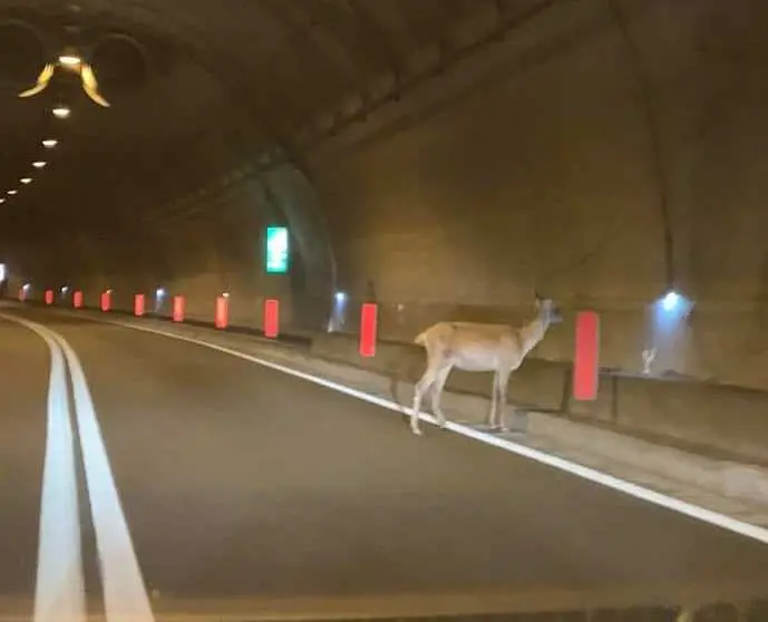 Cervo a spasso in galleria a Menaggio, l’allarme di Coldiretti: "Superato ogni limite"