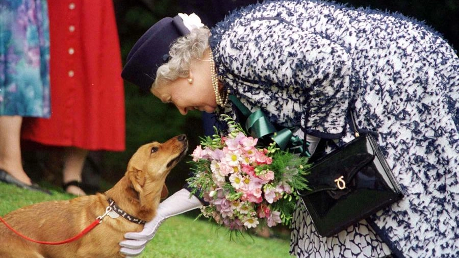 La regina Elisabetta con uno dei suoi cani