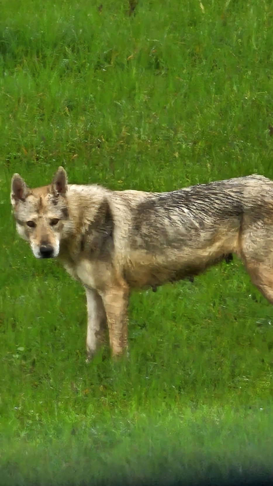 Il cane lupo cecoslovacco