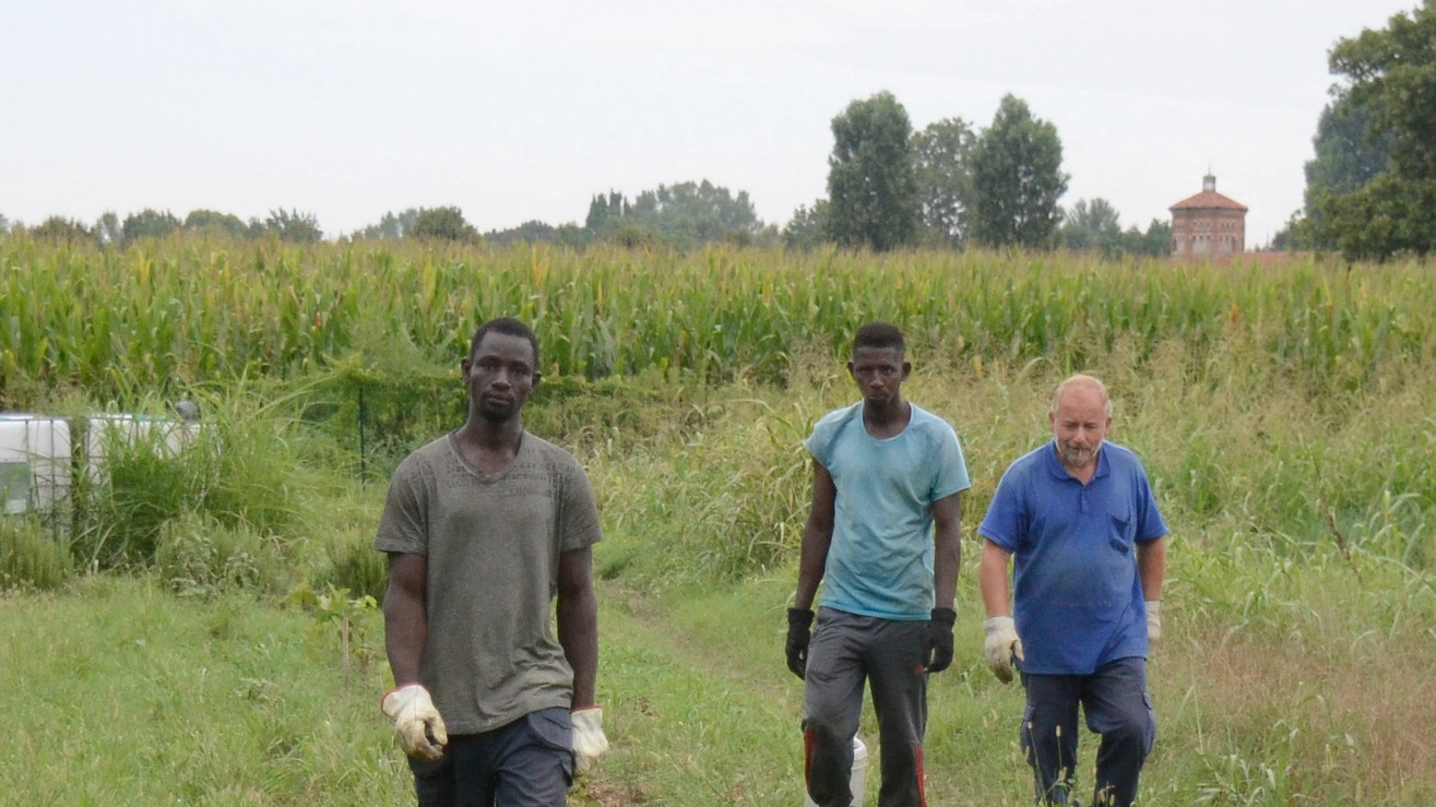 ANTICHE PRATICHE Isacco Migliorini mostra  ad alcuni giovani impiegati nella cooperativa come dissodare il terreno preparandolo alla semina degli ortaggi: e i risultati finora sono stupefacenti