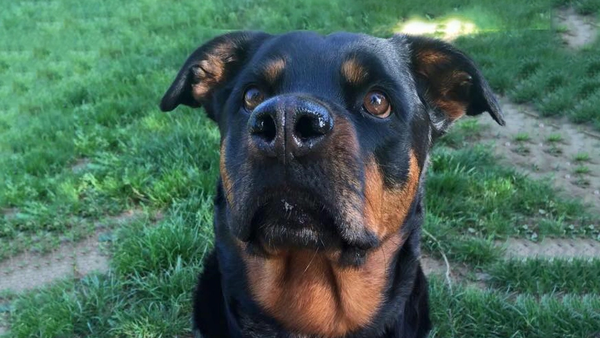 Uma, il cane ucciso con un colpo di fucile in bocca nel parco di Parabiago