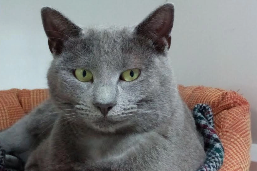 Gatto certosino in una foto di repertorio