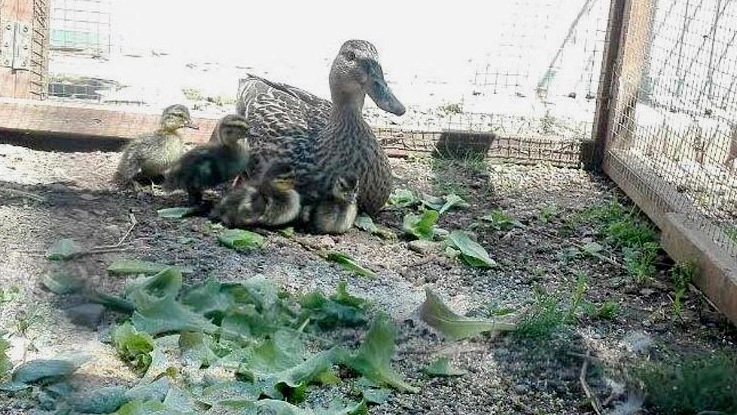 Mamma germano e le sue uova salvate nel cortile di un’azienda