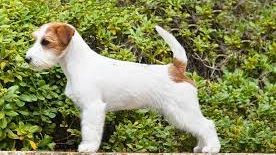 Un esemplare di jack russell Un esemplare di jack russell