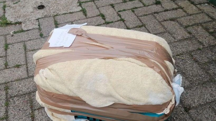 Micio nel trasportino chiuso con lo scotch La scusa: "Pericoloso" Micio nel trasportino chiuso con lo scotch La scusa: "Pericoloso"