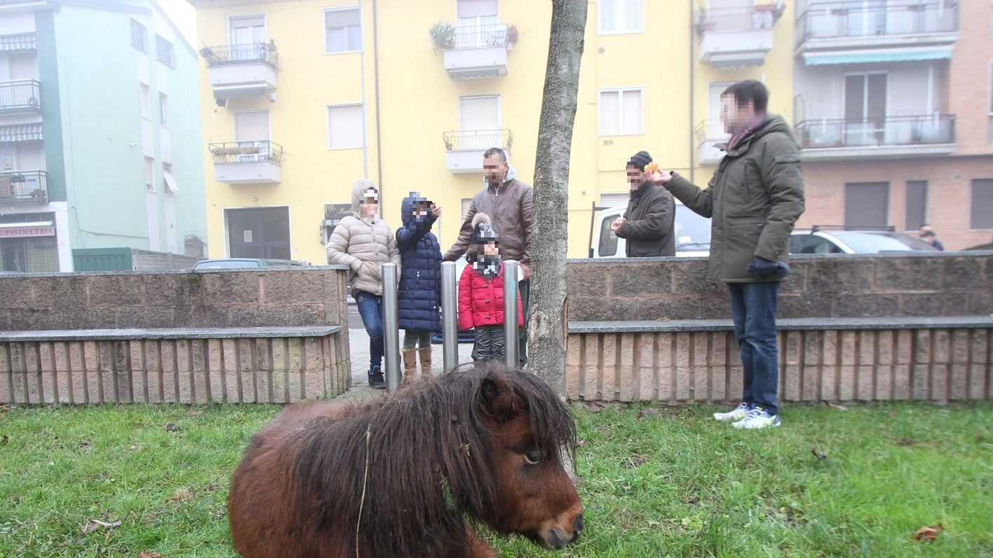 Il piccolo pony si riposa nel parco giochi (Newpress)