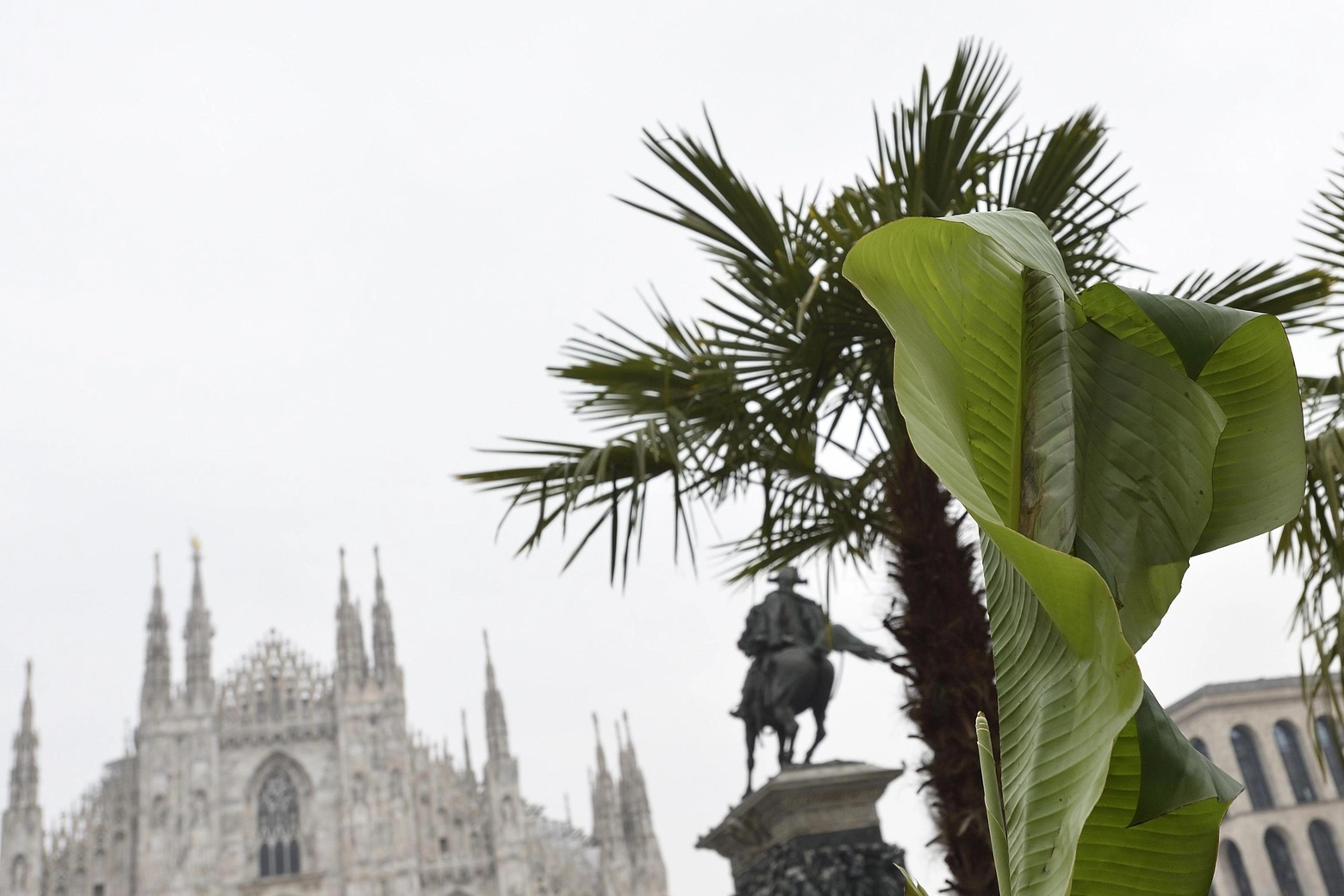 Palme e banani in piazza Duomo (Ansa)