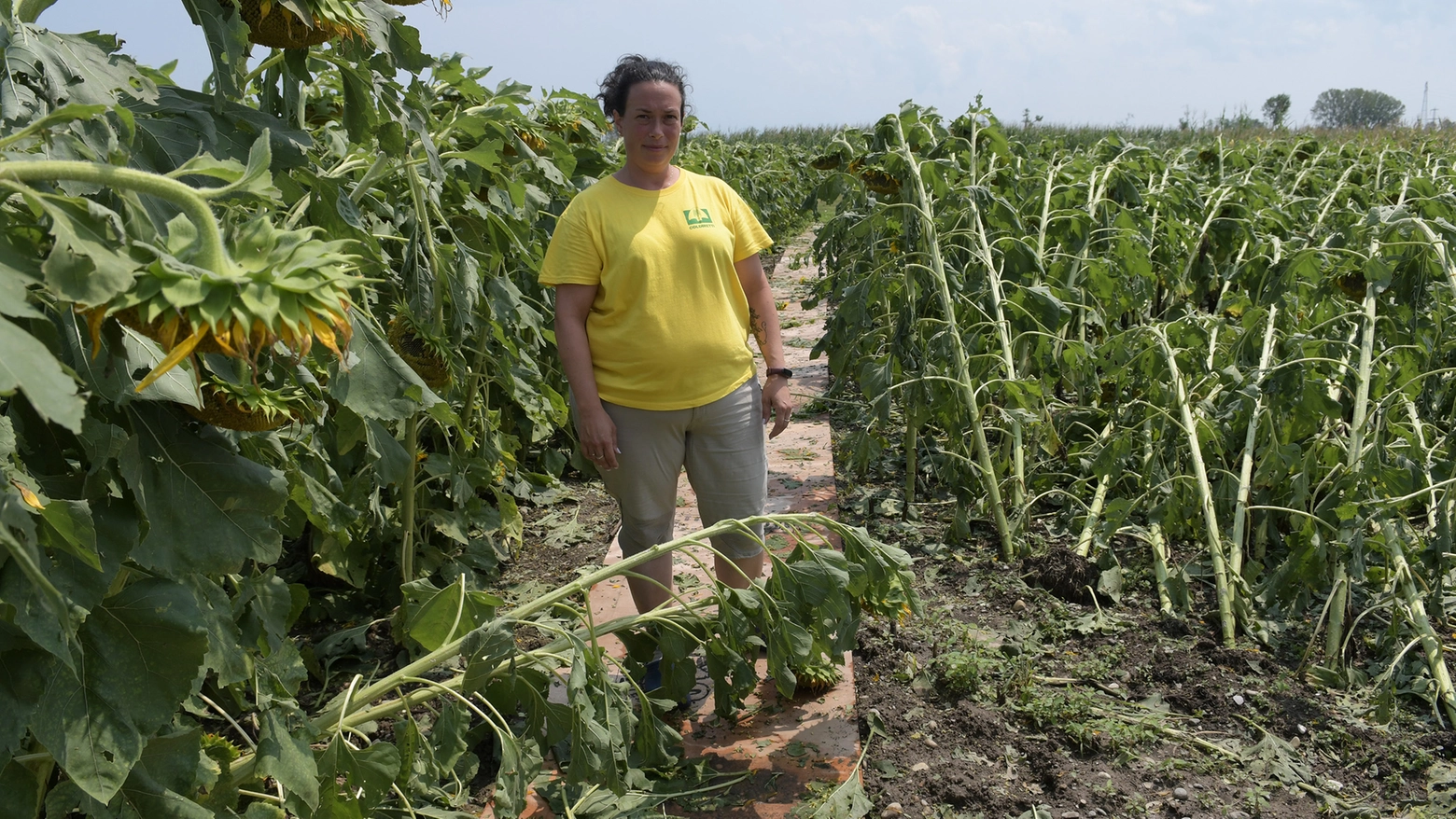 Maria Antonia Ceriani nel suo campo di girasoli a Trucazzano Maria Antonia Ceriani nel suo campo di girasoli a Trucazzano
