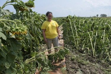 Truccazzano, il campo di girasoli amato dai bambini distrutto da grandine e vento / IL VIDEO