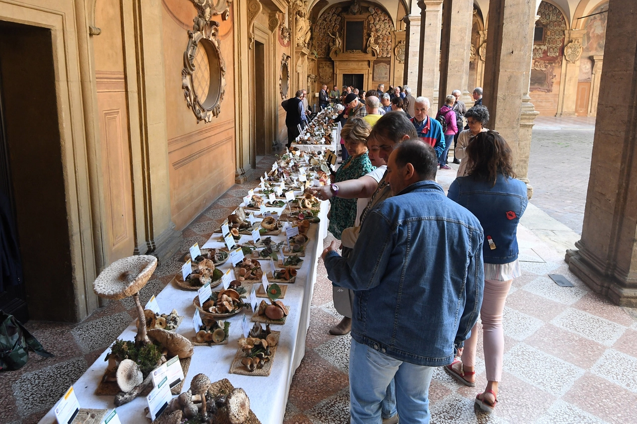 FUNGHI_26064888_141851