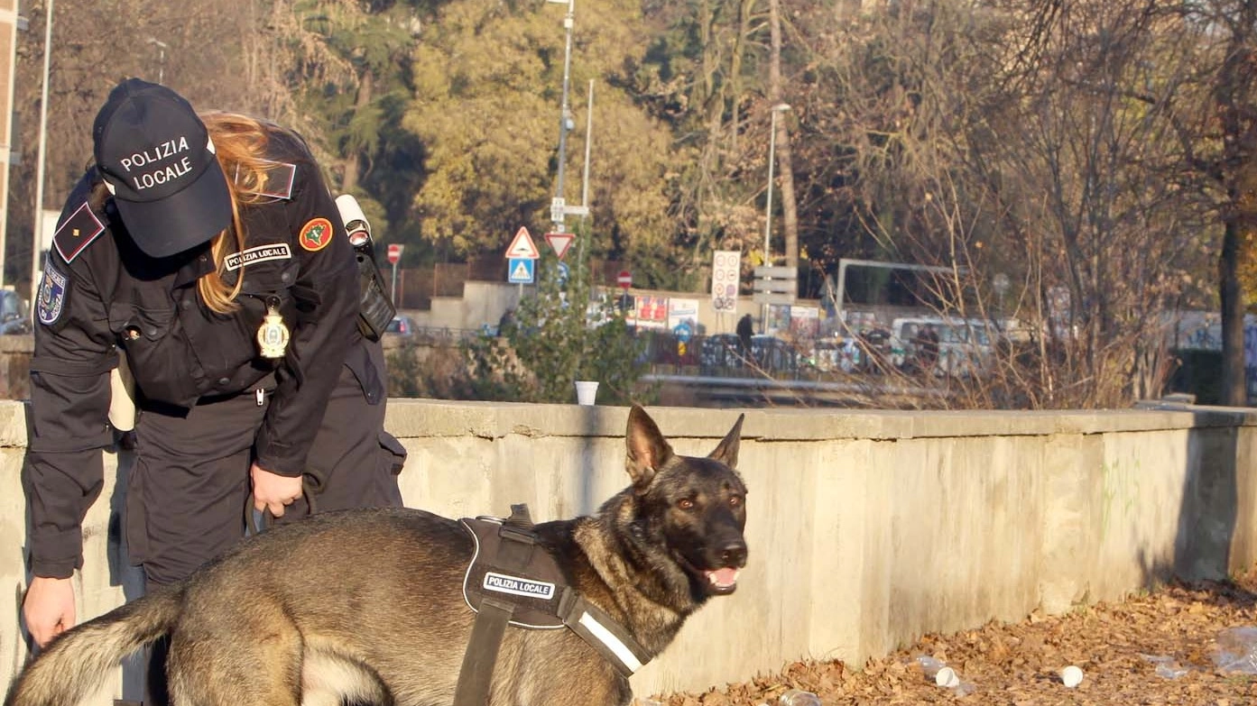 Il cane Narco mentre effettua una perlustrazione  con una agente della polizia locale nei giardinetti pubblici della città