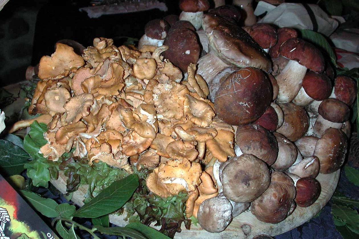 Funghi (Fotoprint)