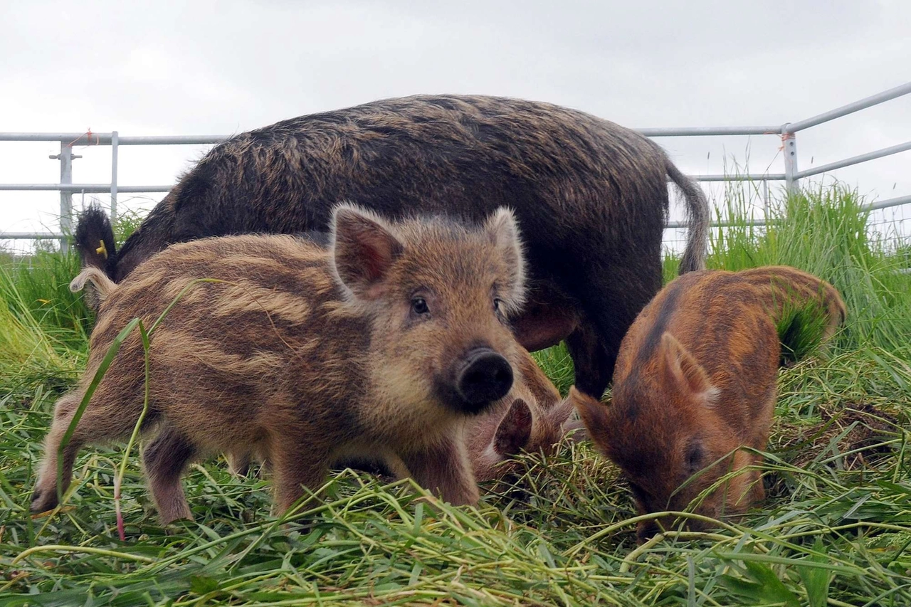 Cuccioli di cinghiale con la mamma: fate particolare attenzione a questi incontri