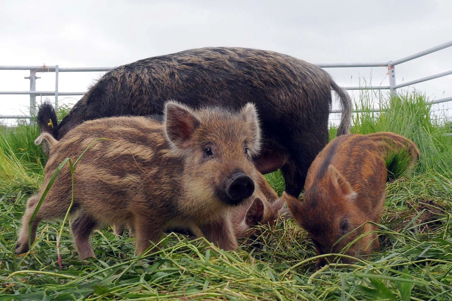 Cuccioli di cinghiale con la mamma: fate particolare attenzione a questi incontri