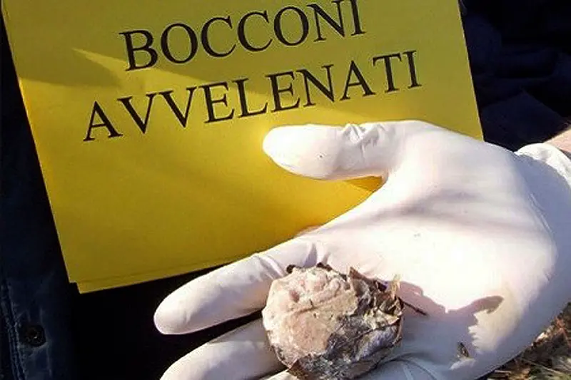 Linarolo, bocconi avvelenati trovati al "ponte dei ladri": ordinanza del sindaco